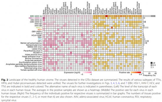 Healthy human virome figure 2.png